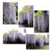 Wisteria postcards